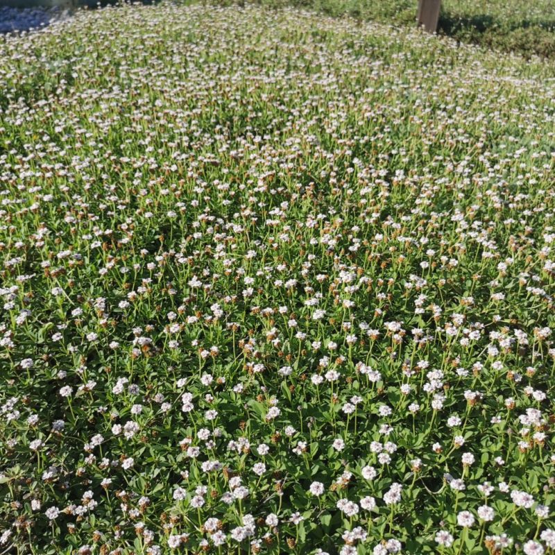 Lippia nodiflora, photo