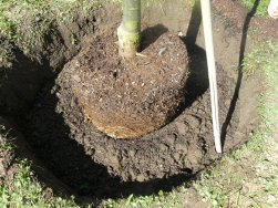 Fiche pratique : la plantation 1