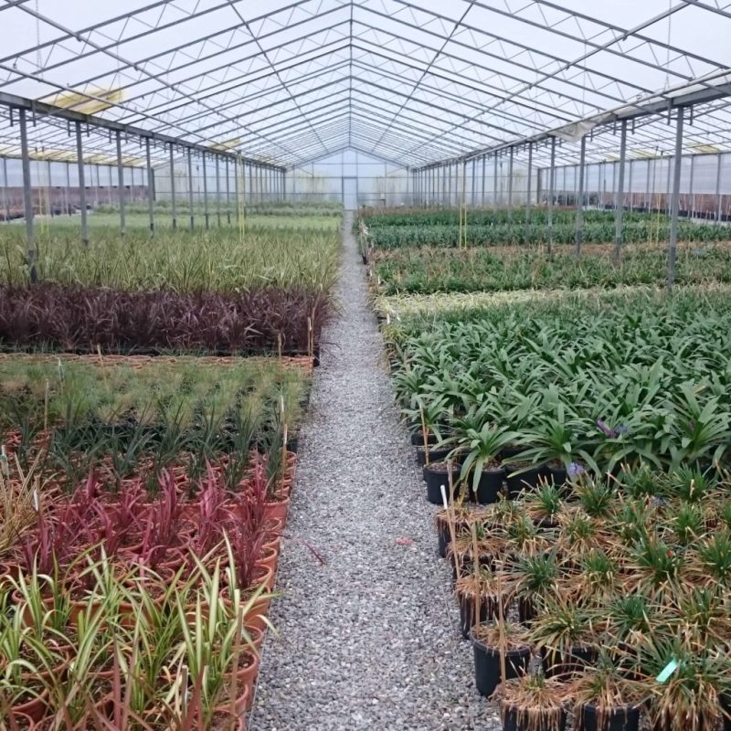 choix des végétaux, photo de pépinière