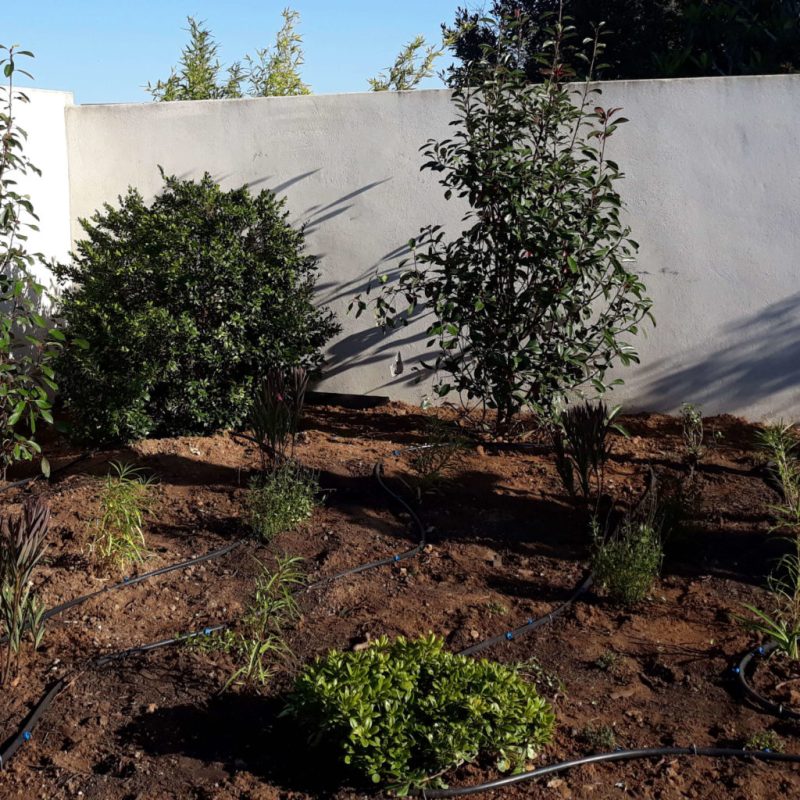 arrosage goutte à goutte