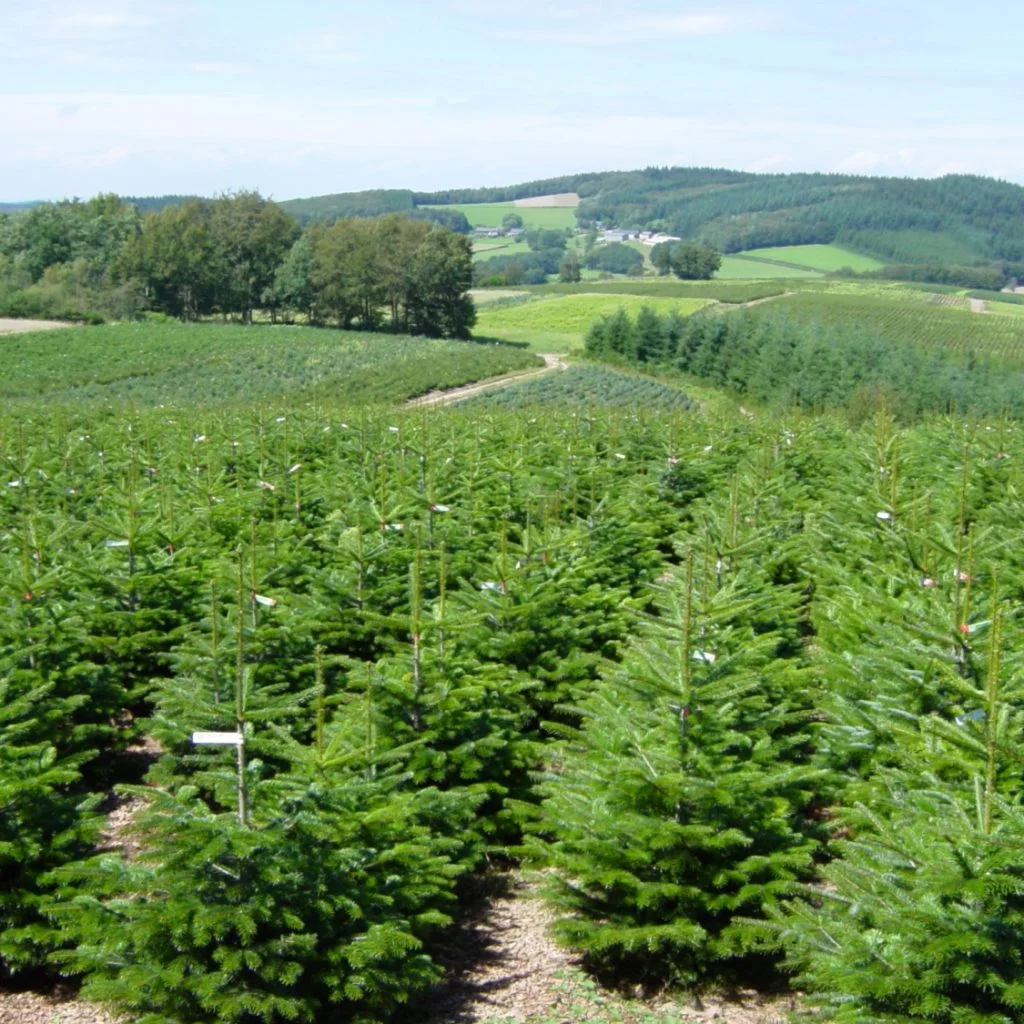 Petite réflexion sur les Sapins de Noël 2