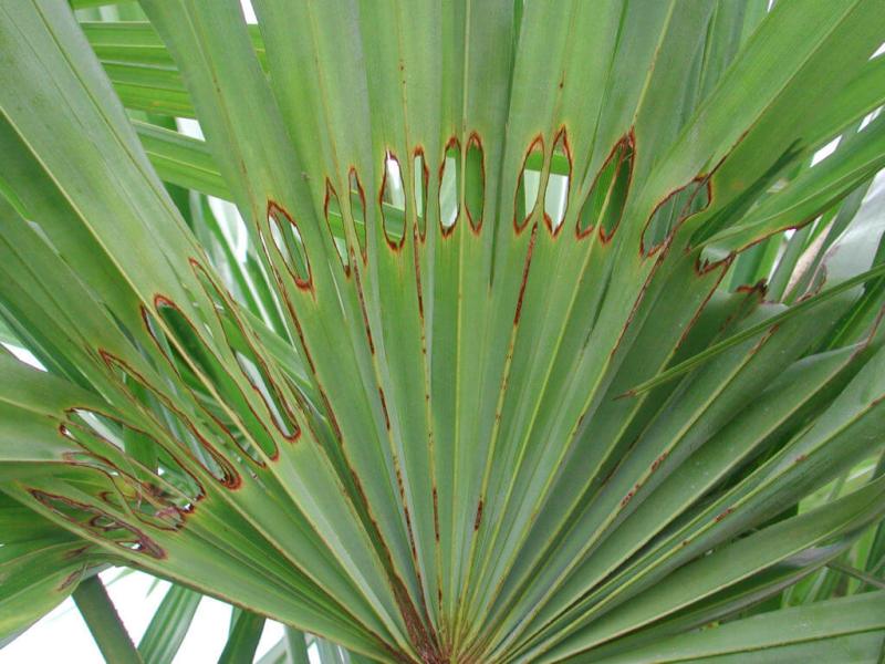 degats papillon du palmier