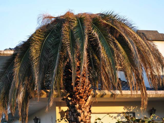 palmier avec charançon rouge
