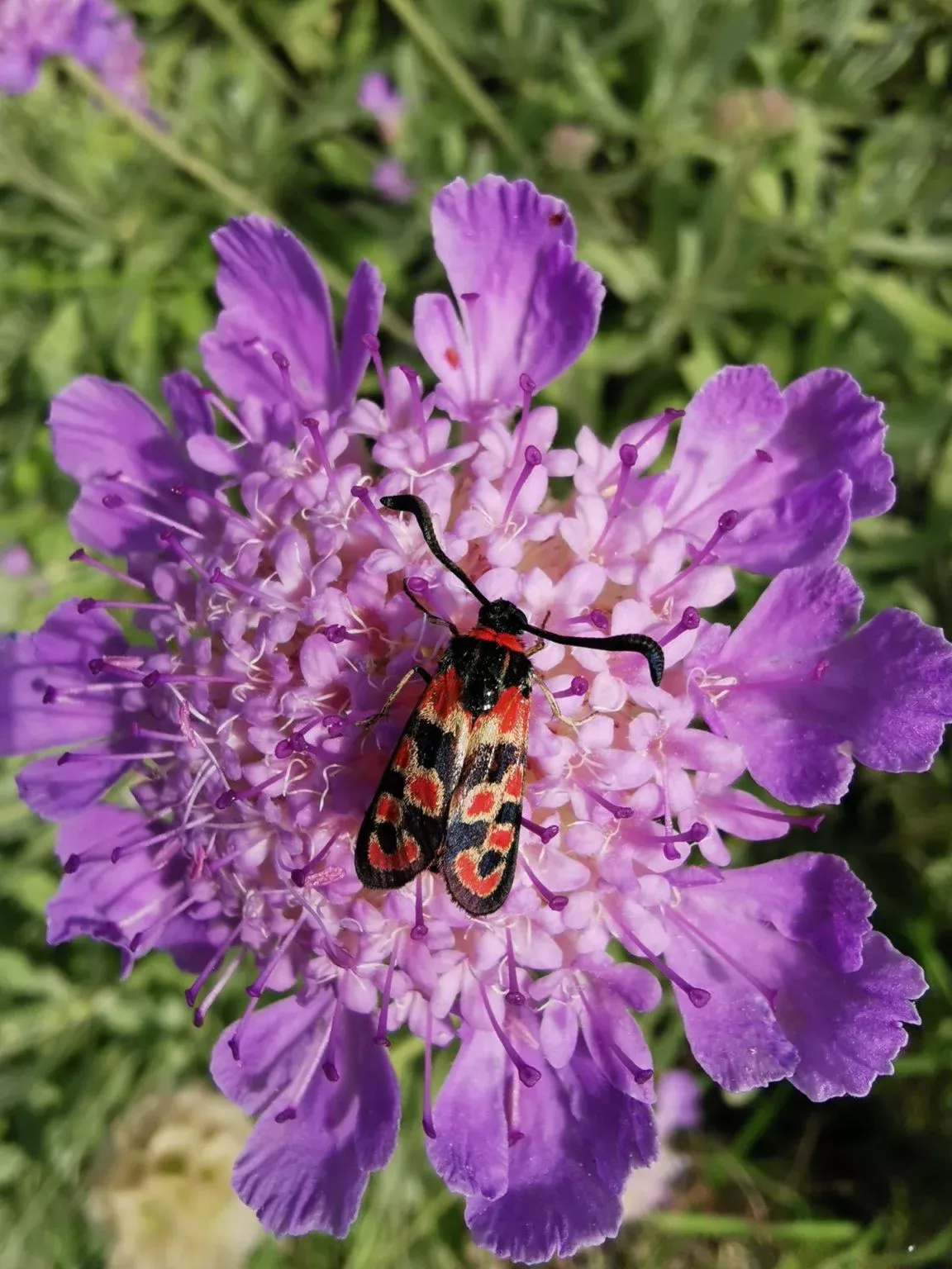 Zygène sur fleur