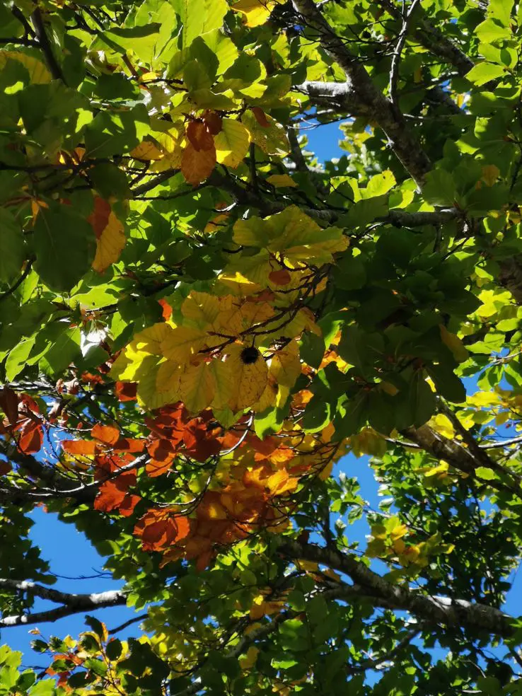 Petite réflexion sur les feuilles mortes 1