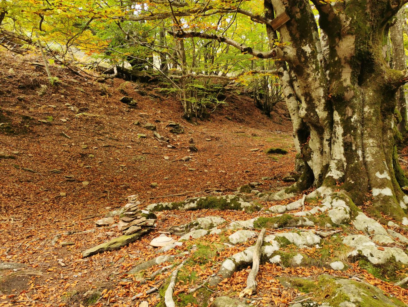 tapis de feuilles en forêt