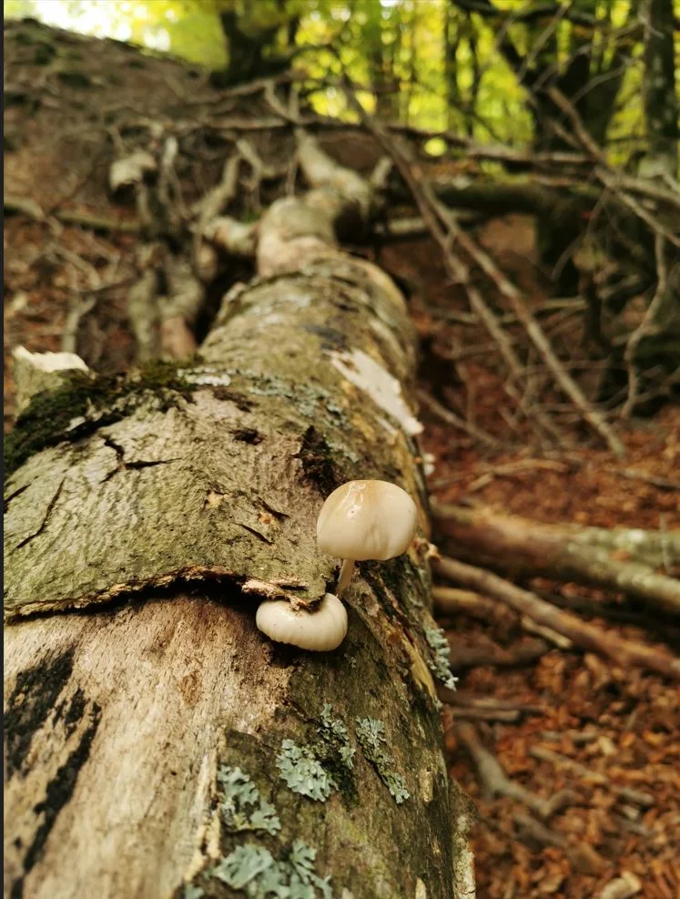 Petite réflexion sur les feuilles mortes 5