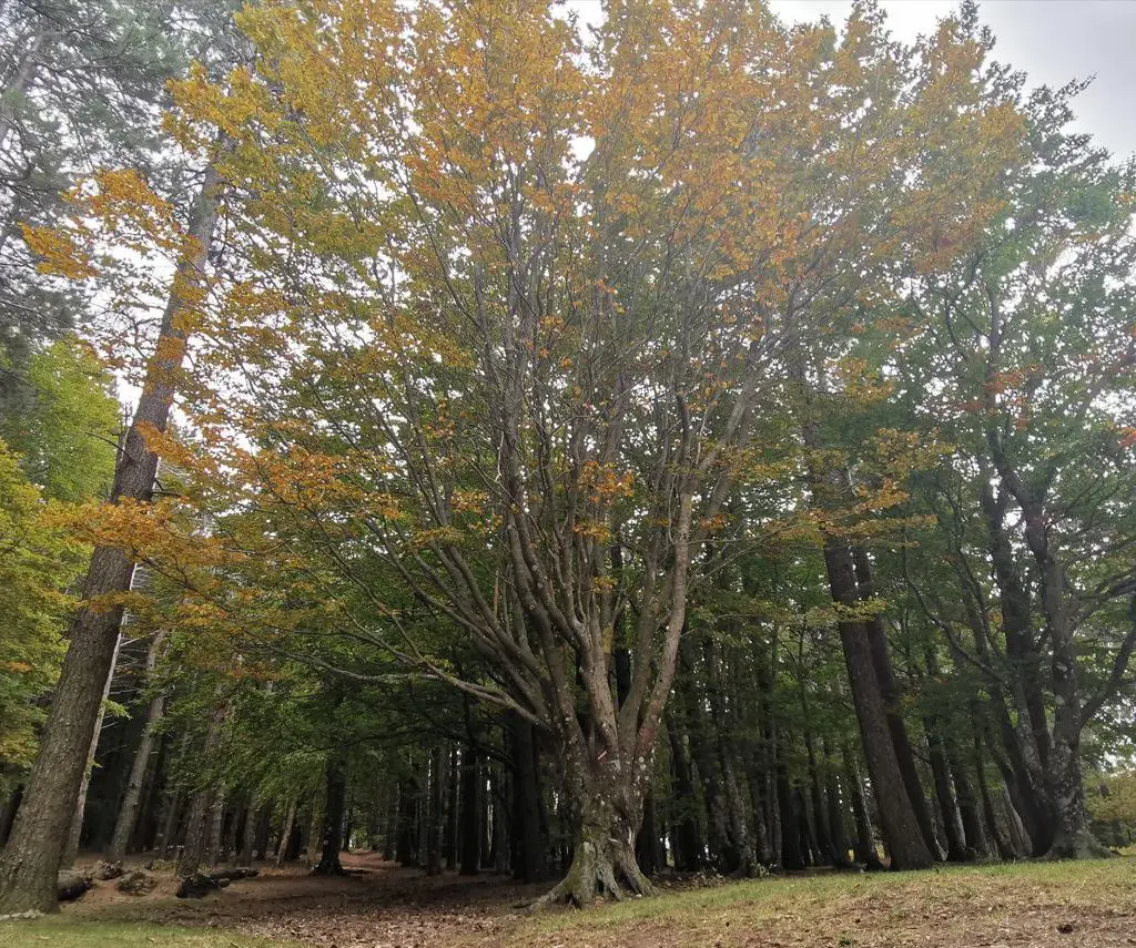 Petite réflexion sur les feuilles mortes 2