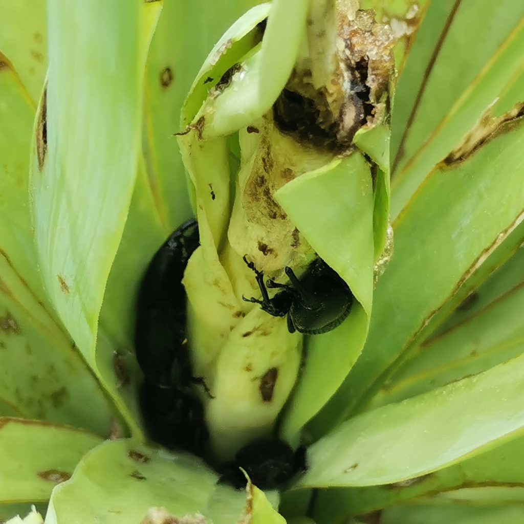 Une agave dans laquelle on peut observer plusieurs charançons
