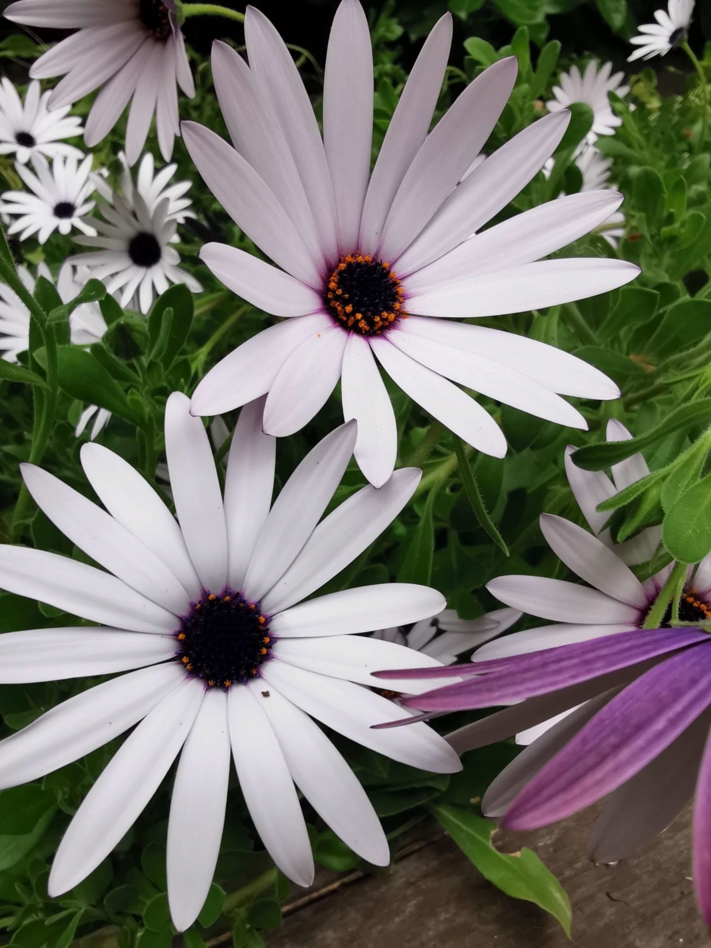 Architecte paysagiste 1 fleurs blanche et violette