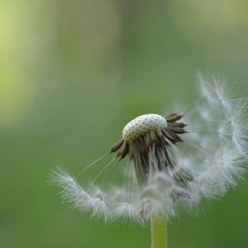 Photo d'un pissenlit à moitié soufflé, vue de près
