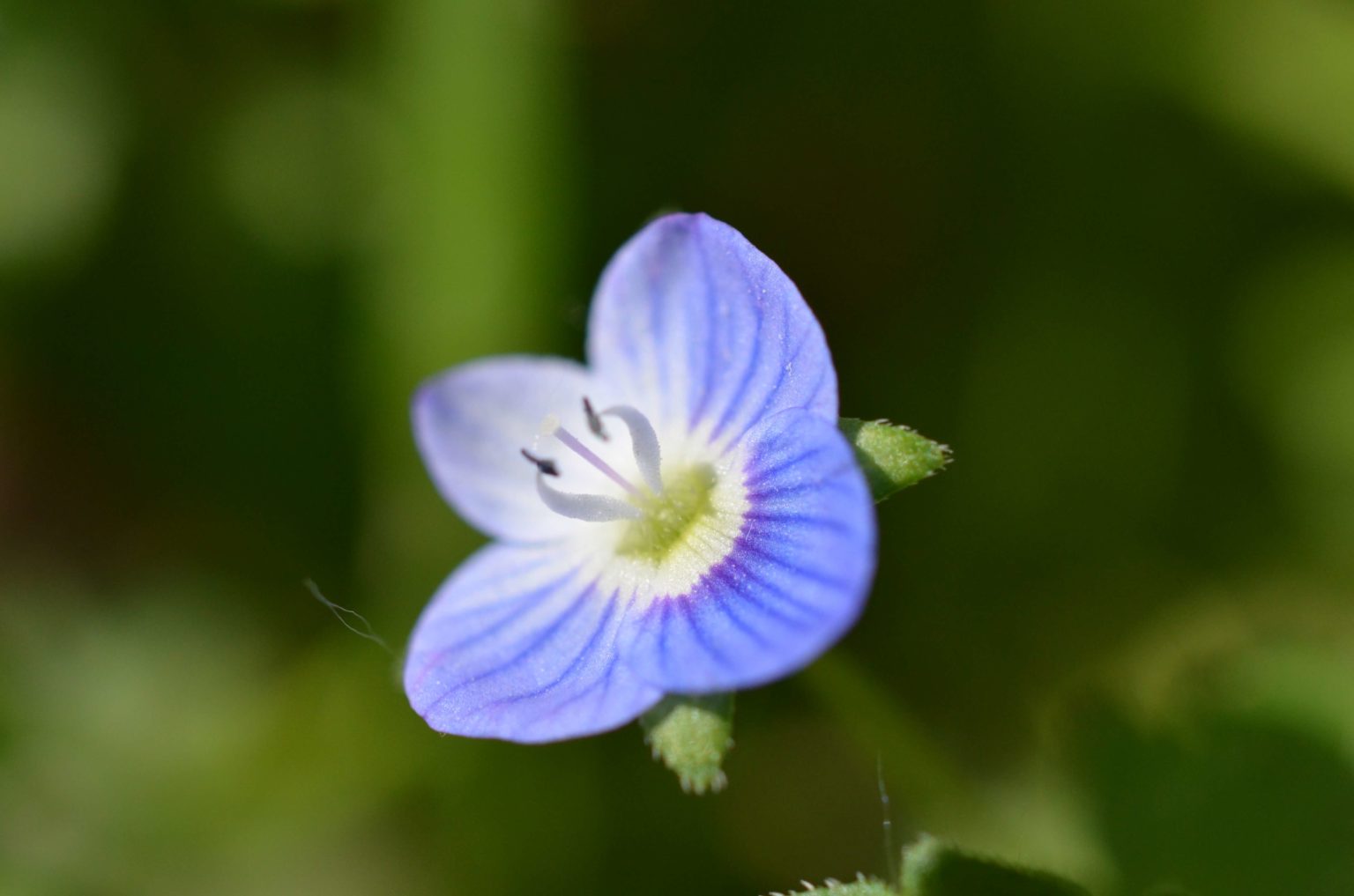 Fleur bleue vue de près