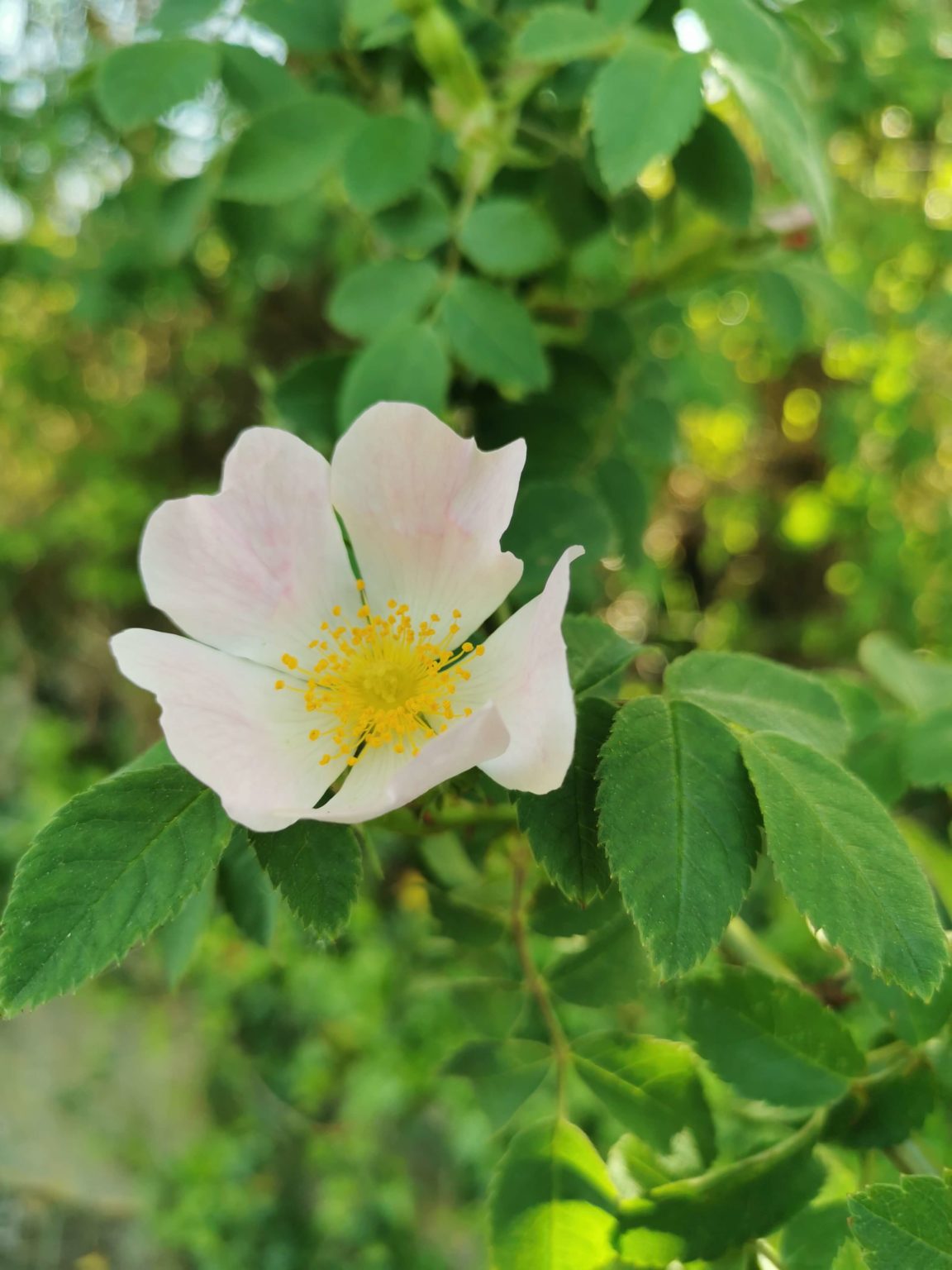 fleurs de rosiers sauvage