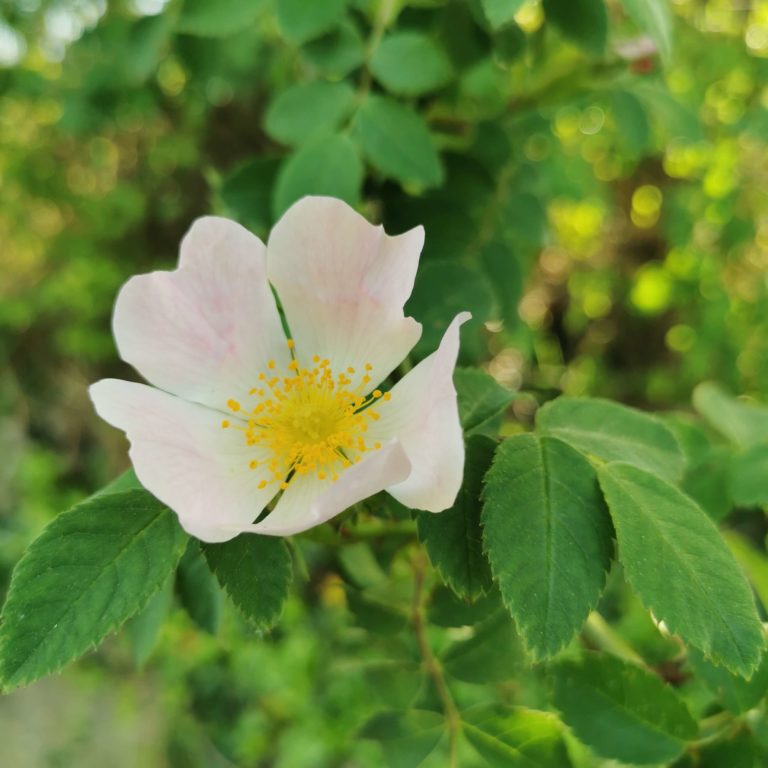 fleurs de rosiers sauvage