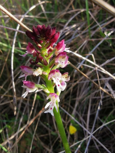 Les orchidées 3