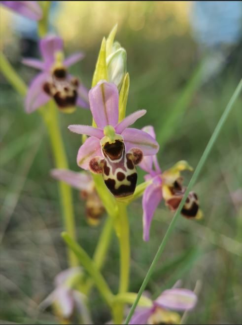 Les orchidées 1 orchidée scolopax