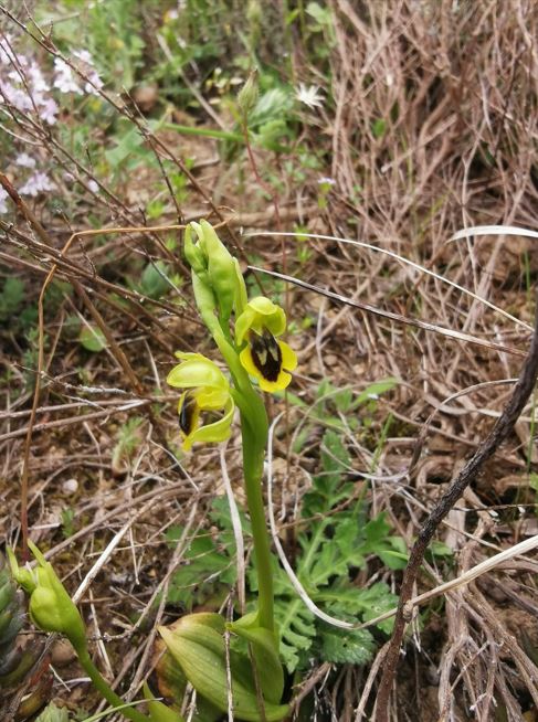 Les orchidées 6