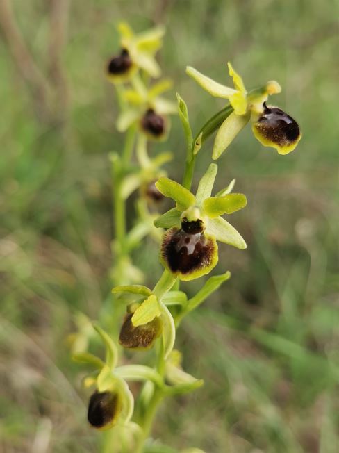 Les orchidées 2