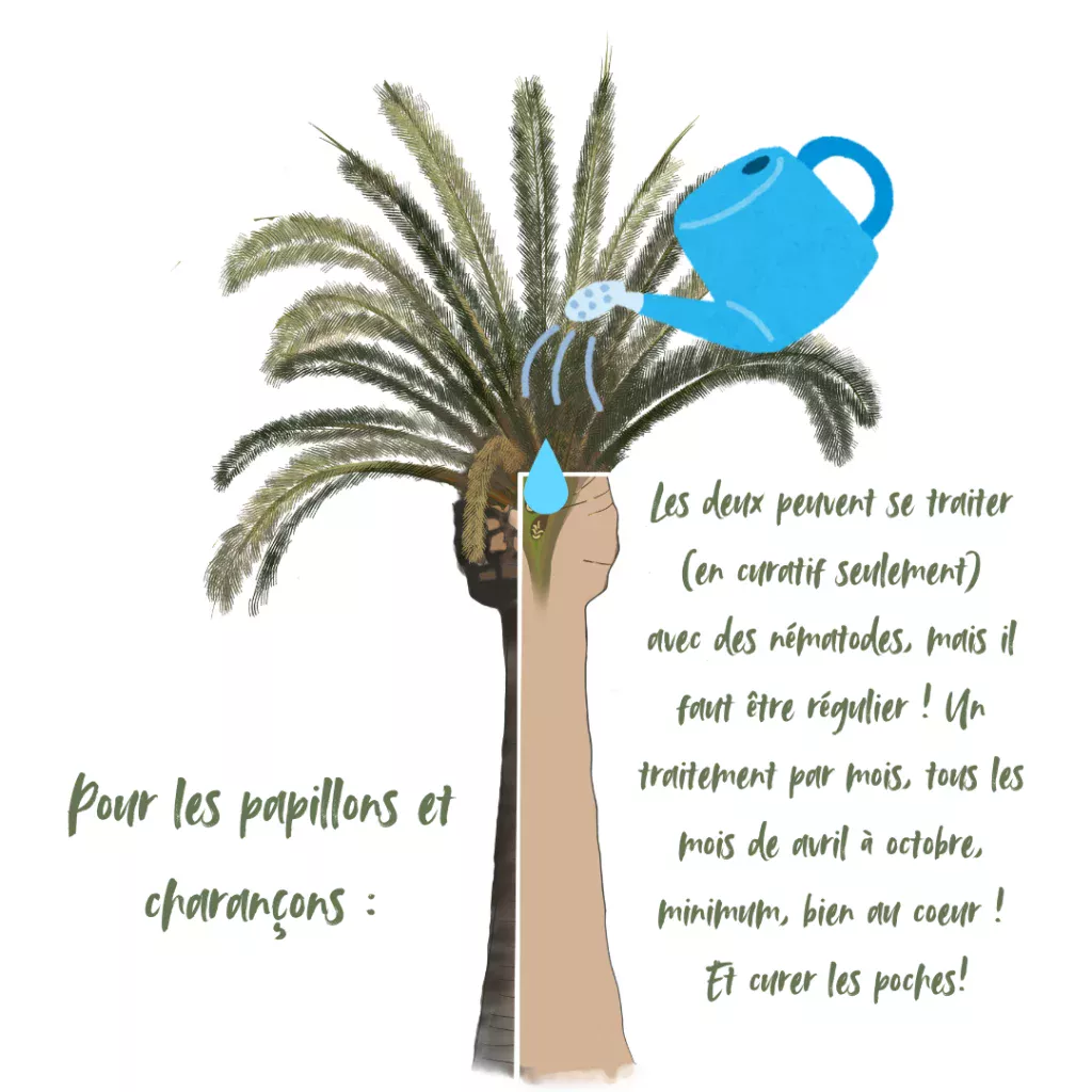 soin des palmiers