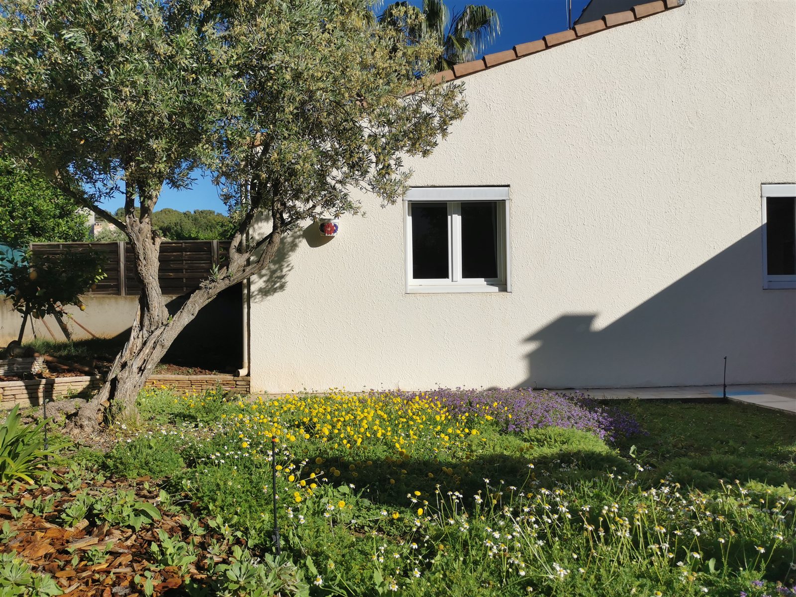 Concepteur paysagiste à Montpellier 1 Olivier et massif fleuri dans un jardin méditerranéen
