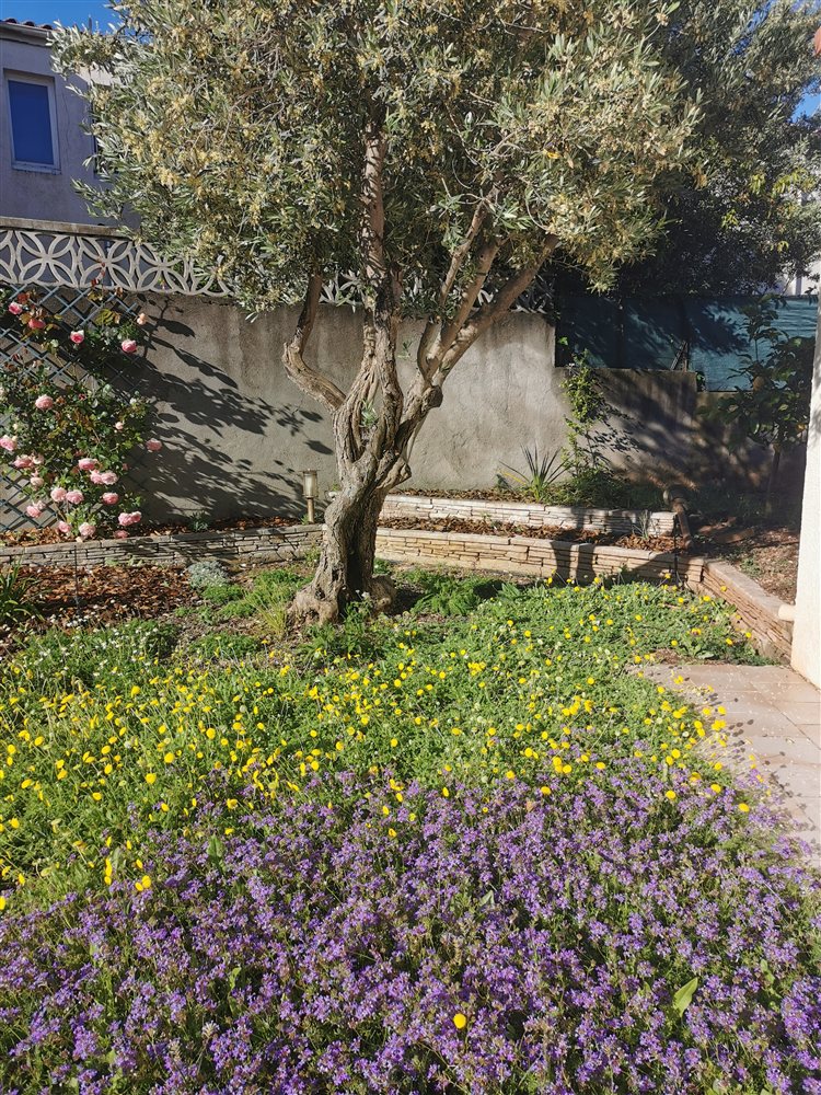 Concepteur paysagiste à Montpellier 2 Massif de fleurs jaunes et blanches au pied d’un olivier